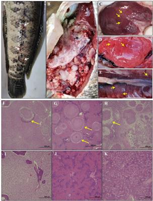 Molecular Identification of Nocardia seriolae and Comparative Analysis of Spleen Transcriptomes of Hybrid Snakehead (Channa maculata Female × Channa argus Male) With Nocardiosis Disease